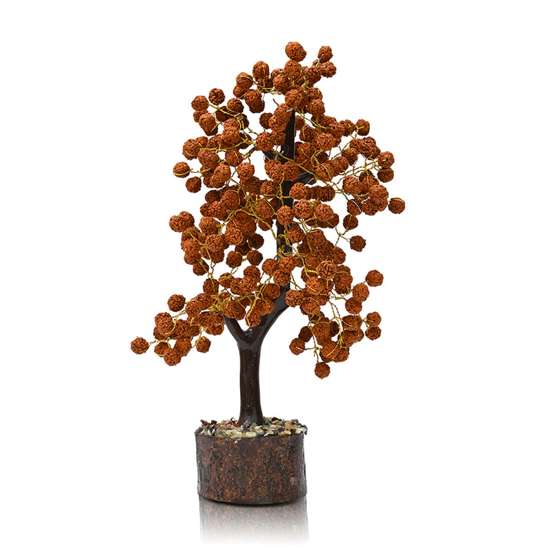 Rudraksha Tree