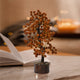 Rudraksha Tree